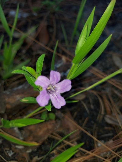 Dyschoriste oblongifolia, photographed by Athena Philips