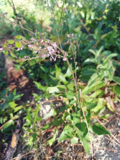 Desmodium floridanum, photographed by Athena Philips