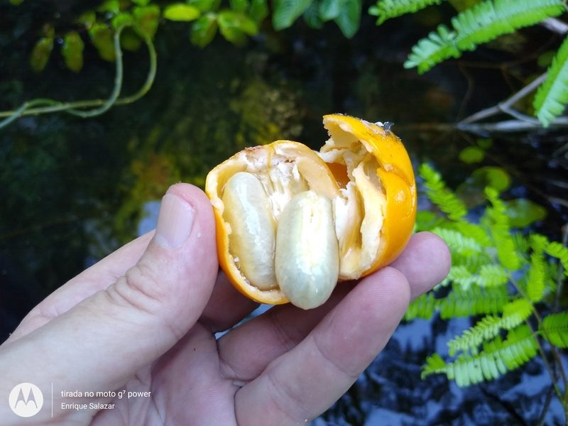 Moutabea guianensis, photographed by Enrique Salazar