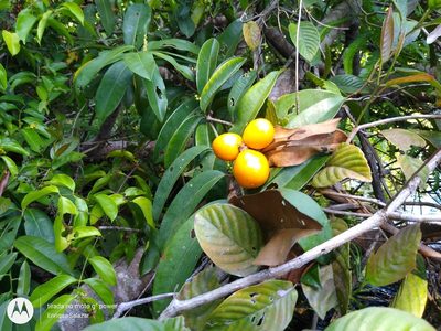 Moutabea guianensis, photographed by Enrique Salazar