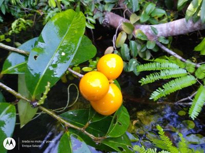 Moutabea guianensis, photographed by Enrique Salazar