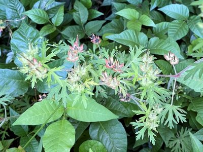 Geranium carolinianum, photographed by lejones417