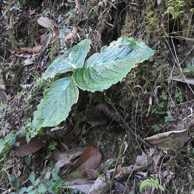 Arisaema griffithii, photographed by Paulmathi Vinod