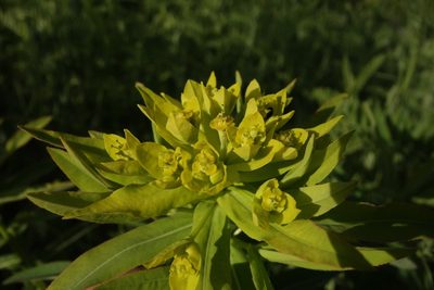 Euphorbia semivillosa, photographed by Aleksei Baushev