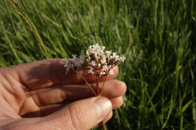 Valeriana tuberosa, photographed by Aleksei Baushev