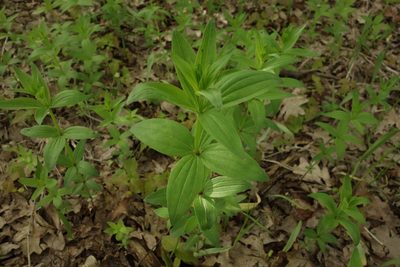 Galium rubioides, photographed by Aleksei Baushev