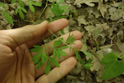 Corydalis solida, photographed by Aleksei Baushev