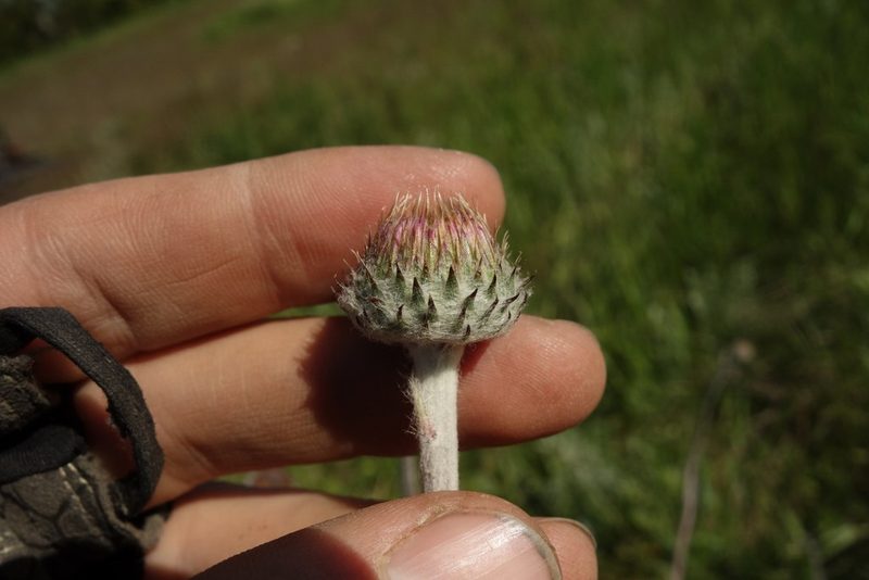 Jurinea arachnoidea, photographed by Aleksei Baushev