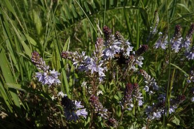 Veronica prostrata, photographed by Aleksei Baushev