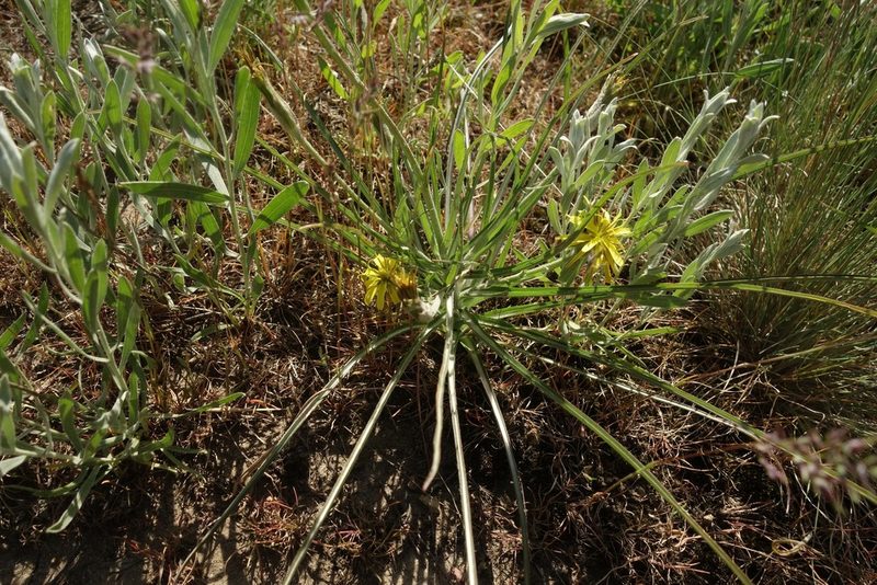 Pseudopodospermum molle, photographed by Aleksei Baushev