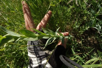 Linaria genistifolia, photographed by Aleksei Baushev