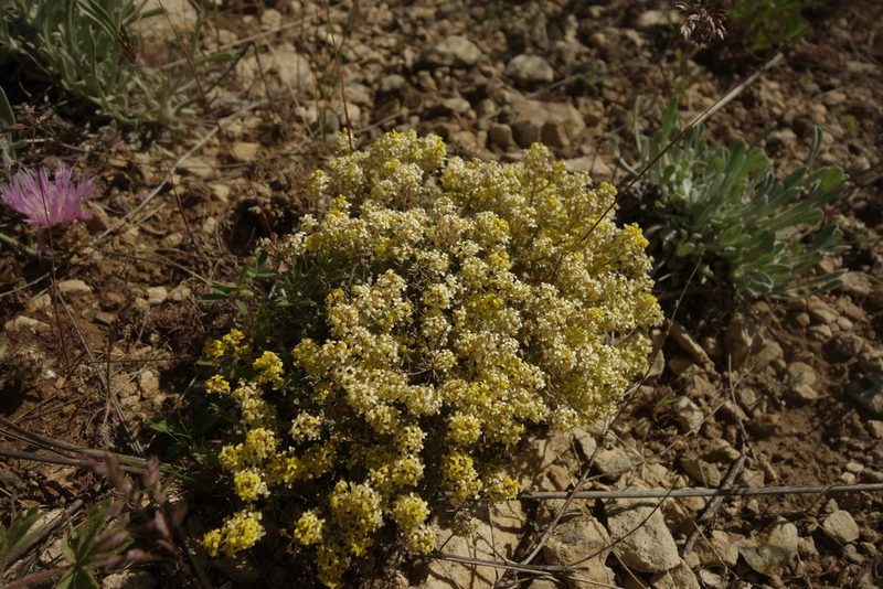 Odontarrhena tortuosa, photographed by Aleksei Baushev