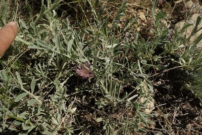 Psephellus marschallianus, photographed by Aleksei Baushev