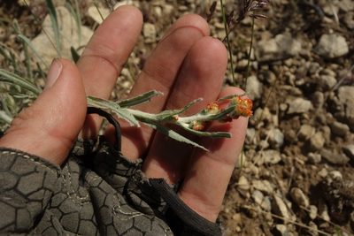 Helichrysum arenarium, photographed by Aleksei Baushev