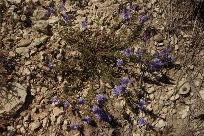 Veronica multifida, photographed by Aleksei Baushev