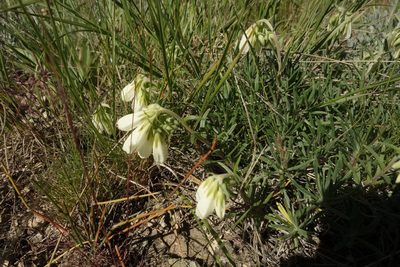 Onosma simplicissima, photographed by Aleksei Baushev