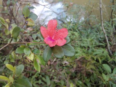 Rhododendron simsii, photographed by 胡正恆(Jackson Hu)