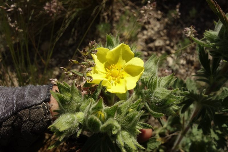 Potentilla astracanica, photographed by Aleksei Baushev