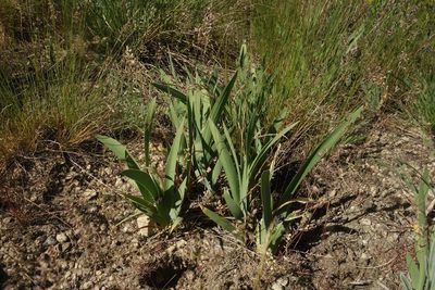 Iris pumila, photographed by Aleksei Baushev