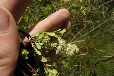 Spiraea hypericifolia, photographed by Aleksei Baushev