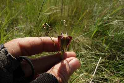 Fritillaria ruthenica, photographed by Aleksei Baushev