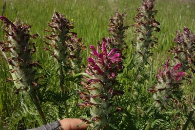 Pedicularis dasystachys, photographed by Aleksei Baushev