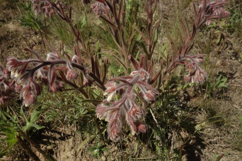 Onosma tinctoria, photographed by Aleksei Baushev