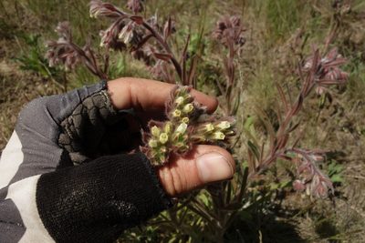 Onosma tinctoria, photographed by Aleksei Baushev
