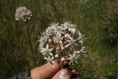 Allium tulipifolium, photographed by Aleksei Baushev