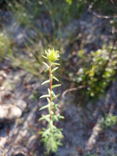 Phoebanthus grandiflorus, photographed by Athena Philips