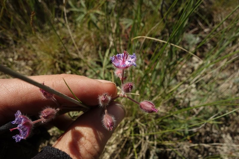 Geranium linearilobum, photographed by Aleksei Baushev