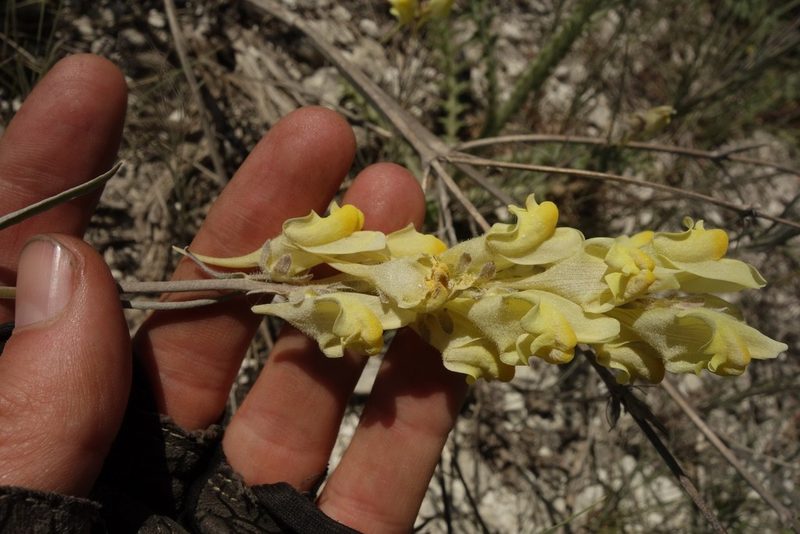 Linaria macroura, photographed by Aleksei Baushev