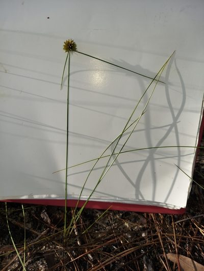 Cyperus filiculmis, photographed by Athena Philips