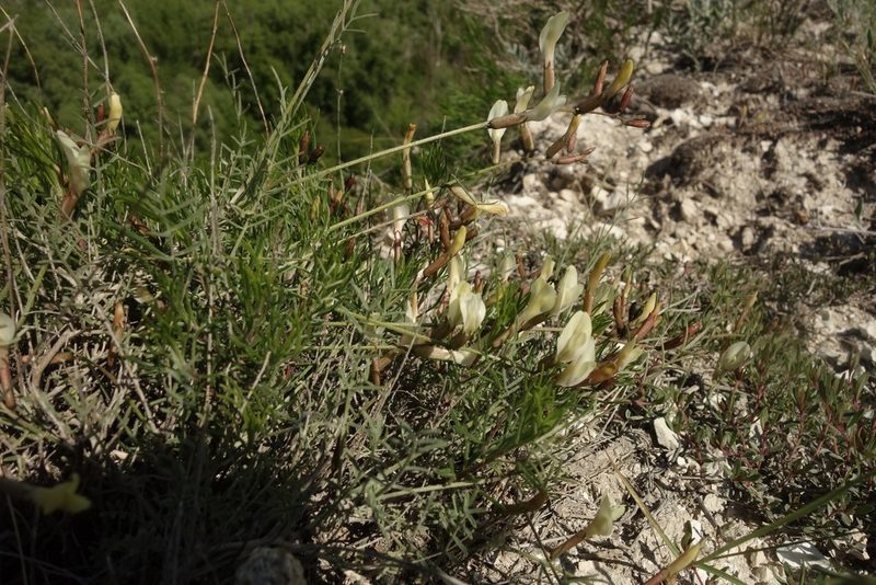 Astragalus ucrainicus, photographed by Aleksei Baushev