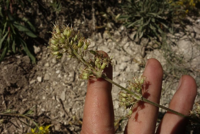 Silene hellmannii, photographed by Aleksei Baushev