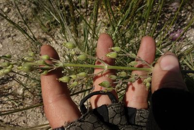 Silene hellmannii, photographed by Aleksei Baushev