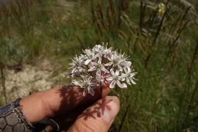 Allium tulipifolium, photographed by Aleksei Baushev