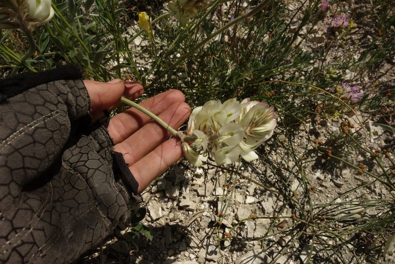 Hedysarum grandiflorum, photographed by Aleksei Baushev