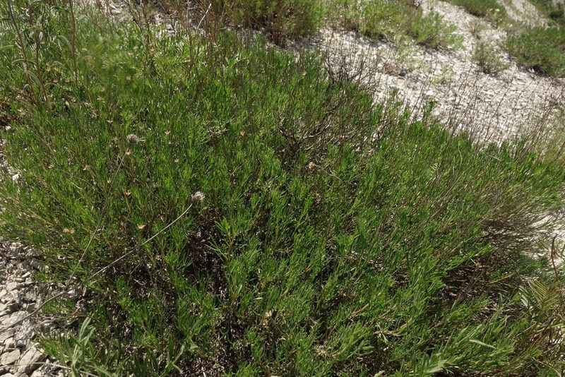 Artemisia salsoloides, photographed by Aleksei Baushev