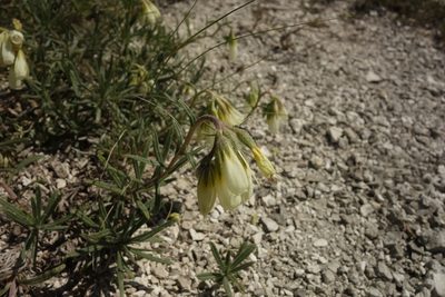 Onosma simplicissima, photographed by Aleksei Baushev