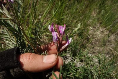 Astragalus brachylobus, photographed by Aleksei Baushev