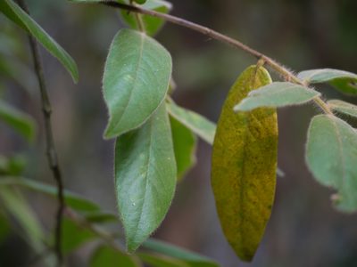 Diospyros saldanhae, photographed by Dinesh Valke