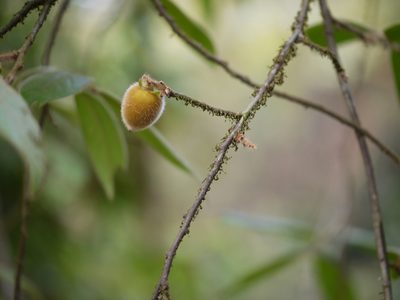 Diospyros saldanhae, photographed by Dinesh Valke