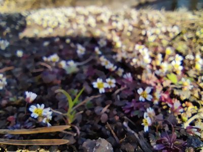 Draba verna, photographed by Ульяна Лалак