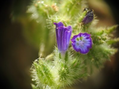 Echium arenarium, photographed by Yves Bas
