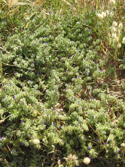 Echium arenarium, photographed by Yves Bas