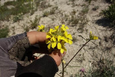 Erysimum diffusum, photographed by Aleksei Baushev