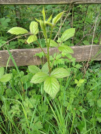 Rubus newbouldii, photographed by Leanne Dempsey