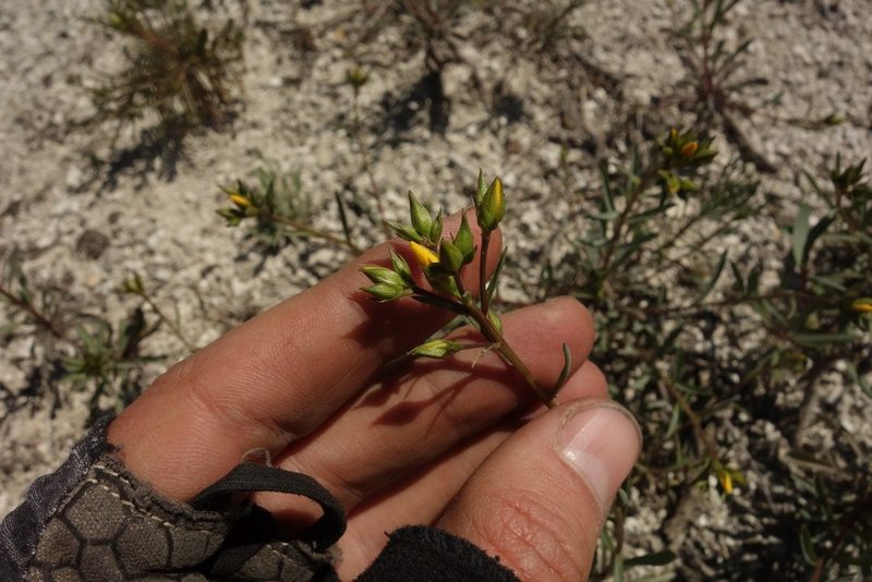 Linum ucranicum, photographed by Aleksei Baushev