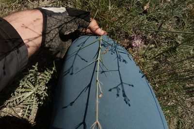 Eremogone biebersteinii, photographed by Aleksei Baushev